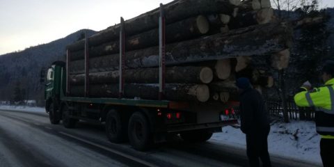 garda forestiera a confiscat lemnul si a amenda o firma din moldovita